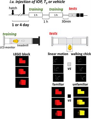 Thyroid Hormone Sensitizes the Imprinting-Associated Induction of Biological Motion Preference in Domestic Chicks